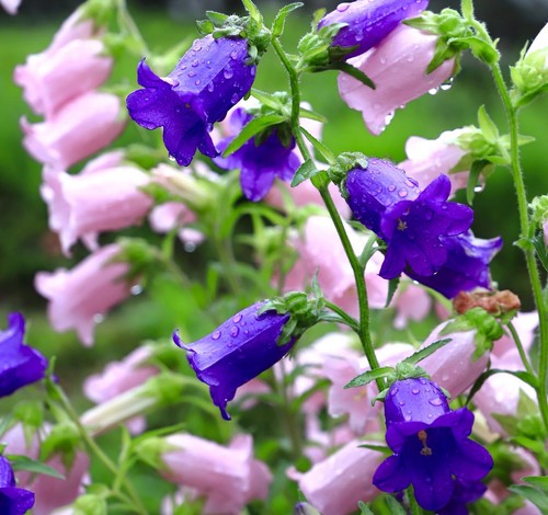 2100x canterbury bells double - bells,