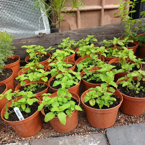 Lemon balm melissa officinalis - lemon, balm-melissa