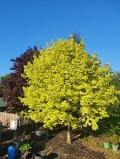 English grown Norway ACER