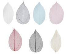 Assorted Colours Skeleton Leaves L: 6-8 cm Genuine Dried Colour Decorative Card