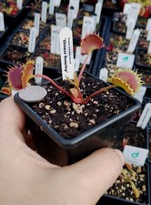 Venus FlyTrap Dionaea Muscipula - "Chinese Dumpling" RARE - Bareroot