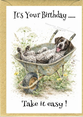German shorthaired pointer - shorthaired,