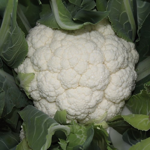 Cauliflower skywalker self - cauliflower,