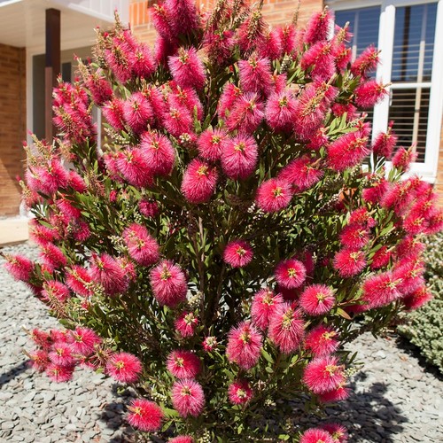Callistemon bottlebrush shrub - callistemon,