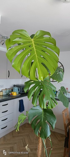 Monsterra swiss cheese - swiss, plant