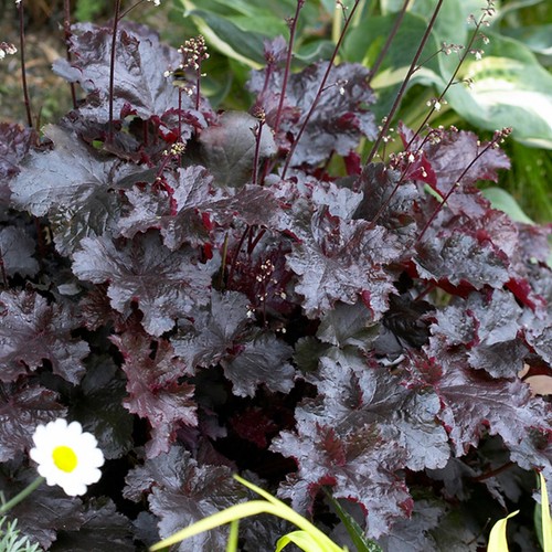 Heuchera black beauty alum - black,