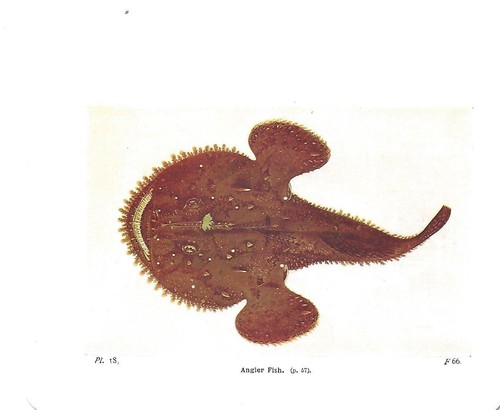Beautiful angler fish book - angler,