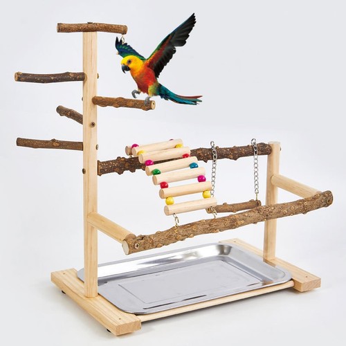 Budgie playground parrot - budgie,