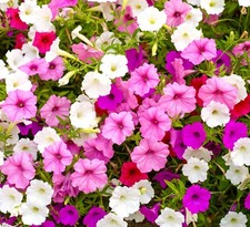 Petunia Balcony Mixed Seeds