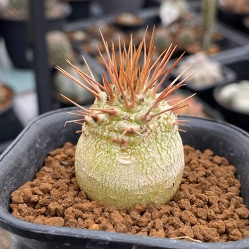 Pachypodium namaquanum - pachypodium,