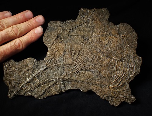 Large and rare - , detailed