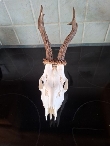 Scottish roe buck antlers - roe,