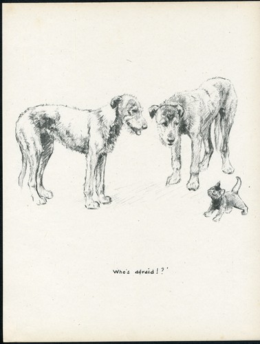 Irish wolfhound dogs and - irish,