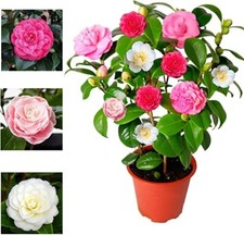 Camellia Plant Japonica Tricolour  Red, White & Pink Flowering Shrubs Garden