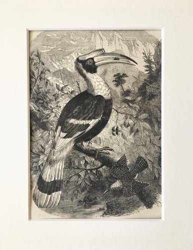 Hornbill bird print c 1880 - -, c.1880