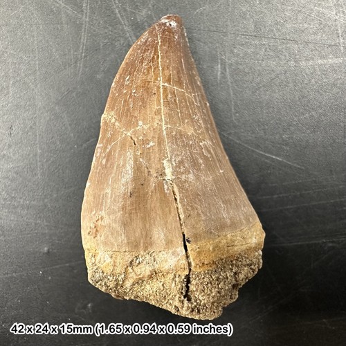 Mosasaur tooth fossil - mosasaur,