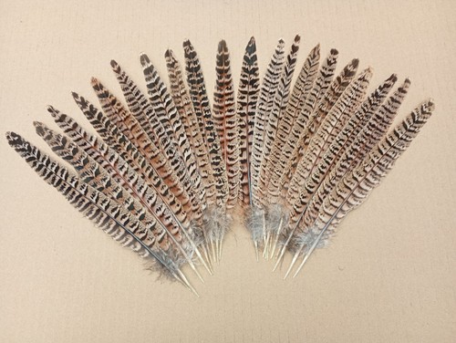 Hen pheasant tail - 20,