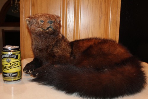 Fisher mount taxidermy - fisher,