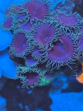 ST4 Live corals PURPLE DEATH