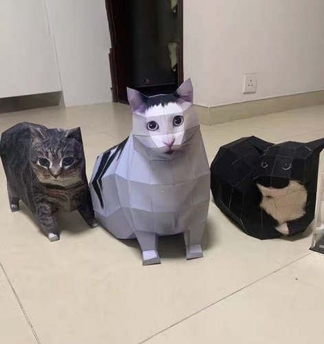 Meme cat paper - cat,