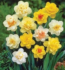 Daffodil Double Flower Bulbs