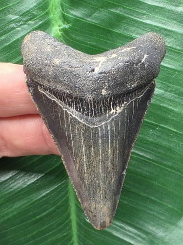 6cm dark blue tooth - 6.6cm,