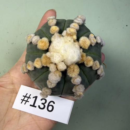 Sale rare cacti plant - sale,