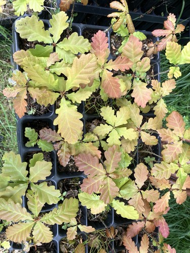 Oak hazel and - hazel,