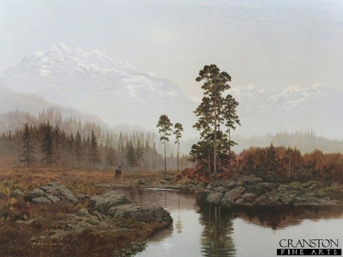 Rare silent majesty - majesty, wildlife