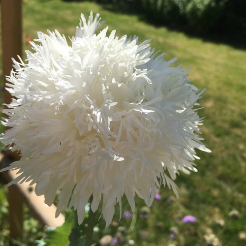 250 papaver poppy - 250, swansdown