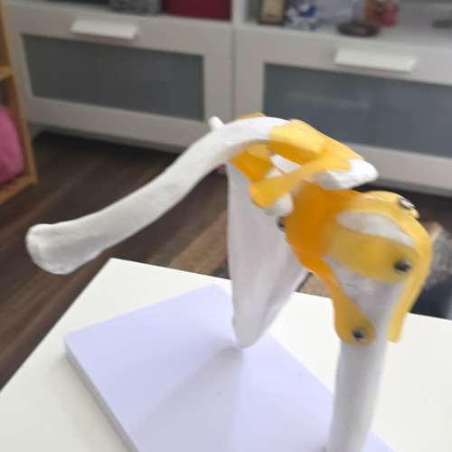Human shoulder joint - human,