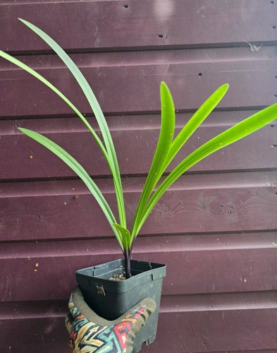 Agapanthus single plant - , in