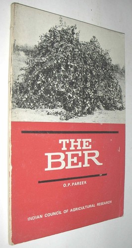 The ber indian jujube - the,