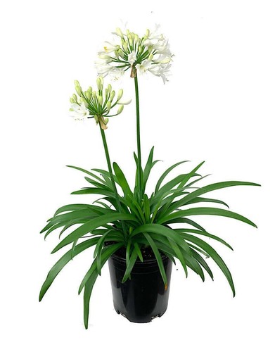 Agapanthus africanus getty - agapanthus,