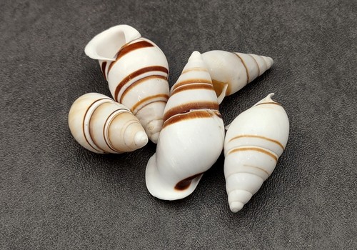 Assorted land snail - land,