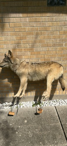 Custom coyote taxidermy - coyote, mount