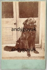 CABINET CARD FLAT COATED RETRIEVER DOG BY MACKNESS ANTIQUE PHOTO ANIMAL PET