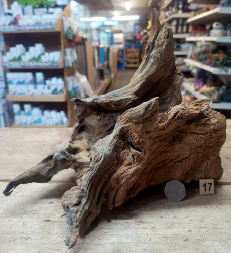 Derwen oak bogwood 45cm - oak,