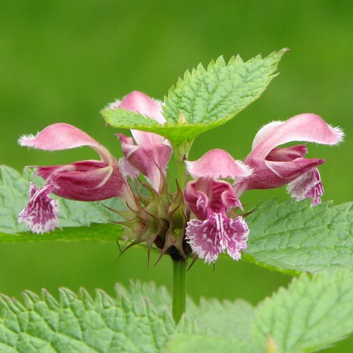 Lamium orvala balm leaved - lamium, |