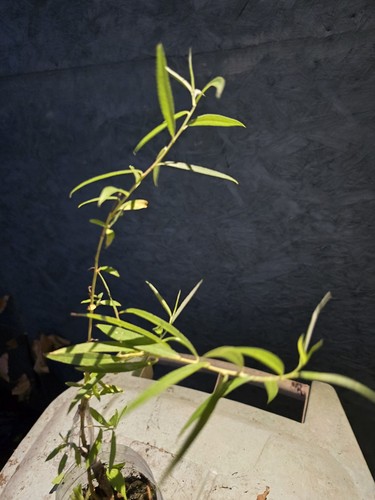 Golden weeping willow tree - tree,