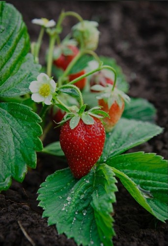 Strawberry 10 runner - strawberry,