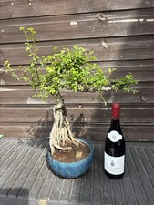 Bonsai Tree Giant Chinese Elm