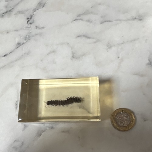 National geographic bug - national,