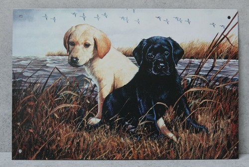 Adorable labrador puppies - adorable,