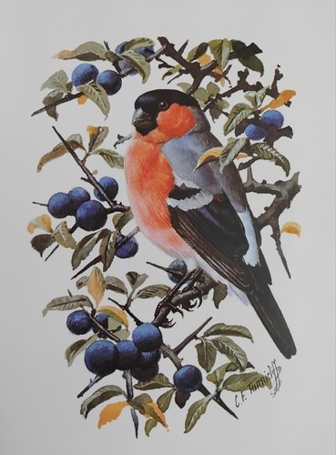 Tunnicliffe vintage bird - f,