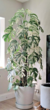 Monstera Albo Deliciosa Variegated Huge About To Unfurl Cutting 