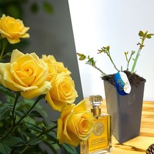 Hardy Perfume Rose Shrub 2L