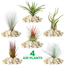 Tillandsia Mix - 4 Plants -