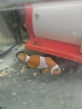 2X  CLOWN FISH  MARINE AQUARIUM
