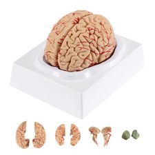 BEAMNOVA Human Brain Model for